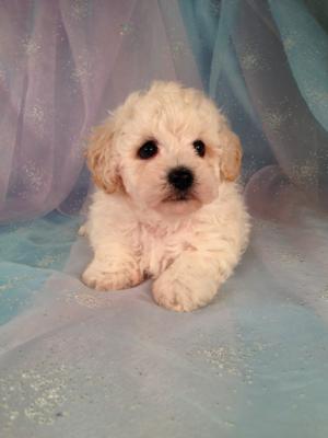 Male bichon Poodle Puppies for sale in Iowa|Bichon Poo #7 Born March 25th 2013